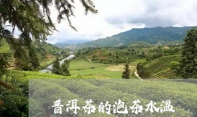 普洱茶的泡茶水温/2023041459482