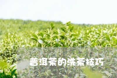 普洱茶的洗茶技巧/2023041128483