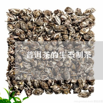 普洱茶的生态制茶/2023041116261