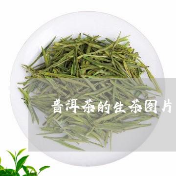 普洱茶的生茶图片/2023041164028