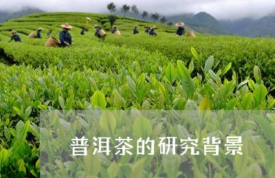 普洱茶的研究背景/2023031659404