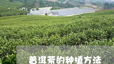 普洱茶的种植方法/2023032917270