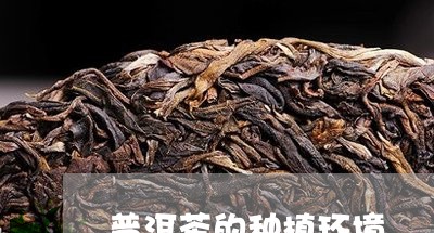 普洱茶的种植环境/2023033058282