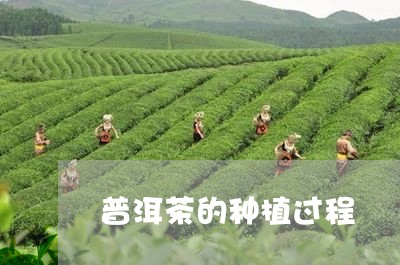 普洱茶的种植过程/2023032997571