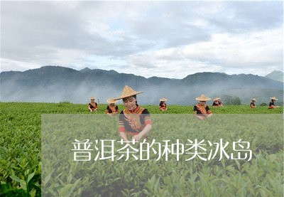 普洱茶的种类冰岛/2023041321894