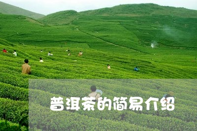 普洱茶的简易介绍/2023040945361