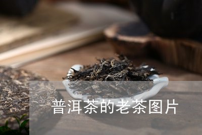 普洱茶的老茶图片/2023031611581