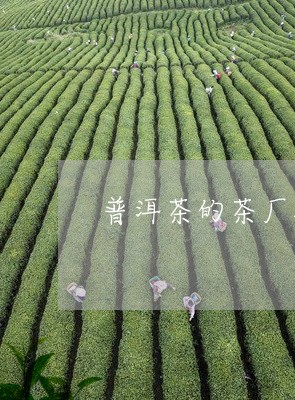 普洱茶的茶厂排名/2023041091935