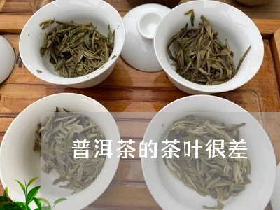 普洱茶的茶叶很差/2023041277282