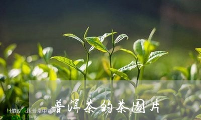 普洱茶的茶图片/2023031679694