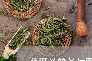 普洱茶的茶柄图片/2023031670606