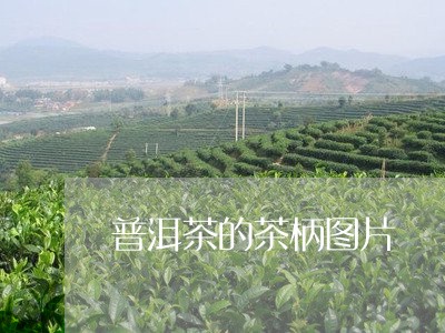 普洱茶的茶柄图片/2023041124060