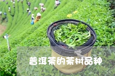 普洱茶的茶树品种/2023041301050