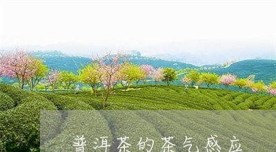 普洱茶的茶气感应/2023041173816