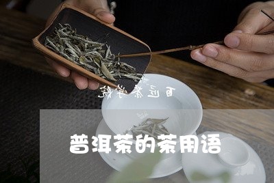 普洱茶的茶用语/2023041164737