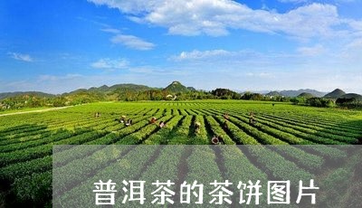 普洱茶的茶饼图片/2023031643605