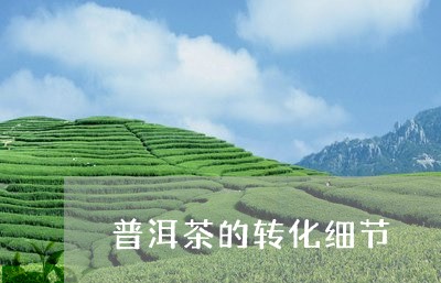 普洱茶的转化细节/2023041018370