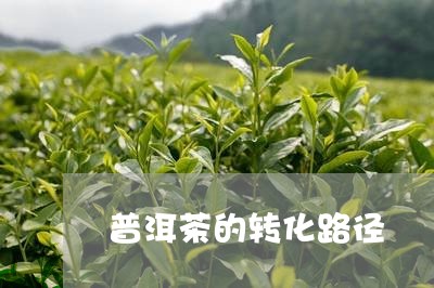 普洱茶的转化路径/2023041098273