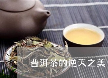 普洱茶的逆天之美/2023033083946