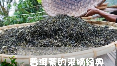 普洱茶的采摘经典/2023040985926