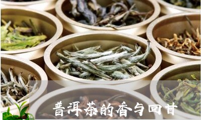 普洱茶的香与回甘/2023033138560