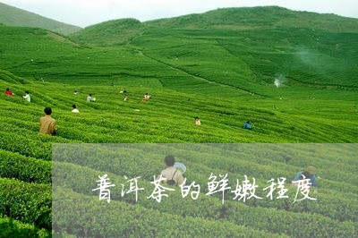 普洱茶的鲜嫩程度/2023031797159