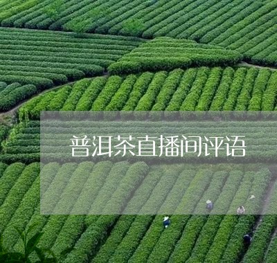 普洱茶直播间评语/2023031854159