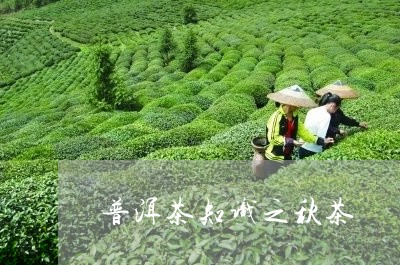 普洱茶知识之秋茶/2023041050824