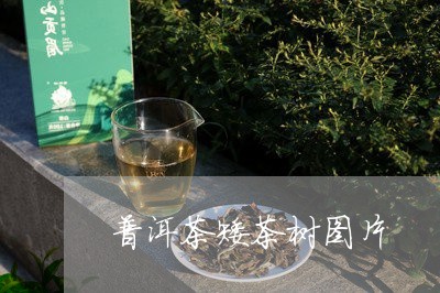 普洱茶矮茶树图片/2023041309382