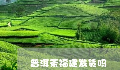 普洱茶福建发货吗/2023031813927