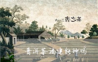 普洱茶福建能种吗/2023040109592