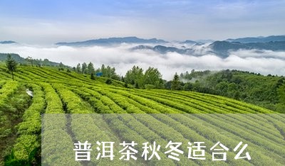 普洱茶秋冬适合么/2023041056270