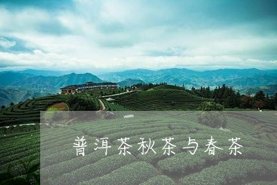 普洱茶秋茶与春茶/2023041121592