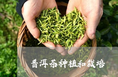 普洱茶种植和栽培/2023032986026