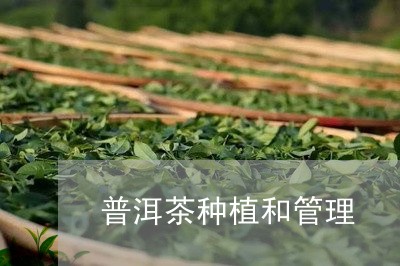 普洱茶种植和管理/2023033073940