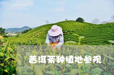 普洱茶种植地参观/2023033067483