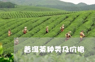 普洱茶种类及价格/2023041328483