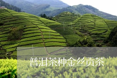 普洱茶种金丝贡茶/2023041139383