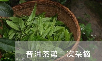 普洱茶第二次采摘/2023031675372