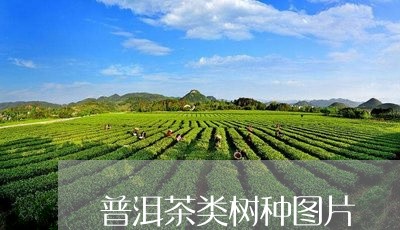 普洱茶类树种图片/2023041318737