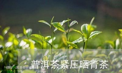 普洱茶紧压晒青茶/2023031680371