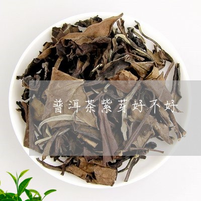 普洱茶紫芽好不好/2023033059481