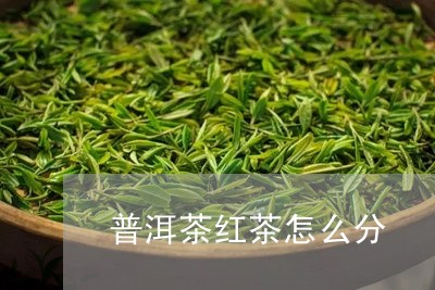 普洱茶红茶怎么分/2023041073171