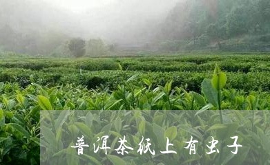 普洱茶纸上有虫子/2023041042604