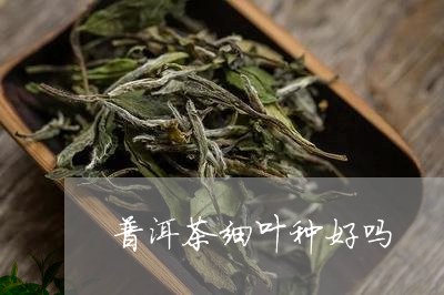 普洱茶细叶种好吗/2023031748615