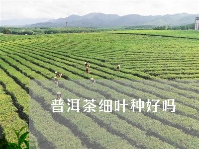 普洱茶细叶种好吗/2023041339461