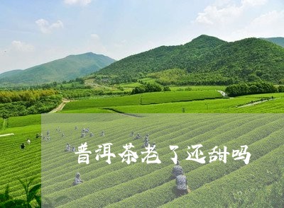 普洱茶老了还甜吗/2023041245379