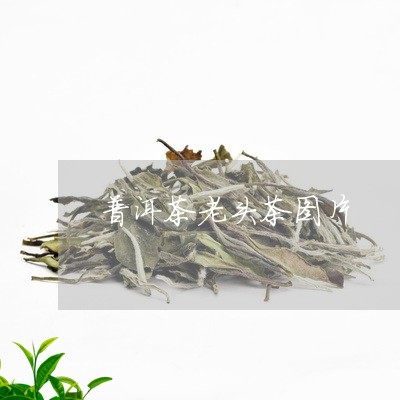 普洱茶老头茶图片/2023031735057