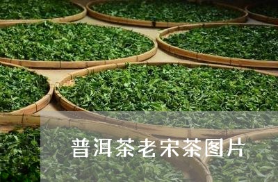 普洱茶老宋茶图片/2023041015140