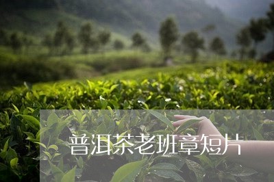 普洱茶老班章短片/2023031708381